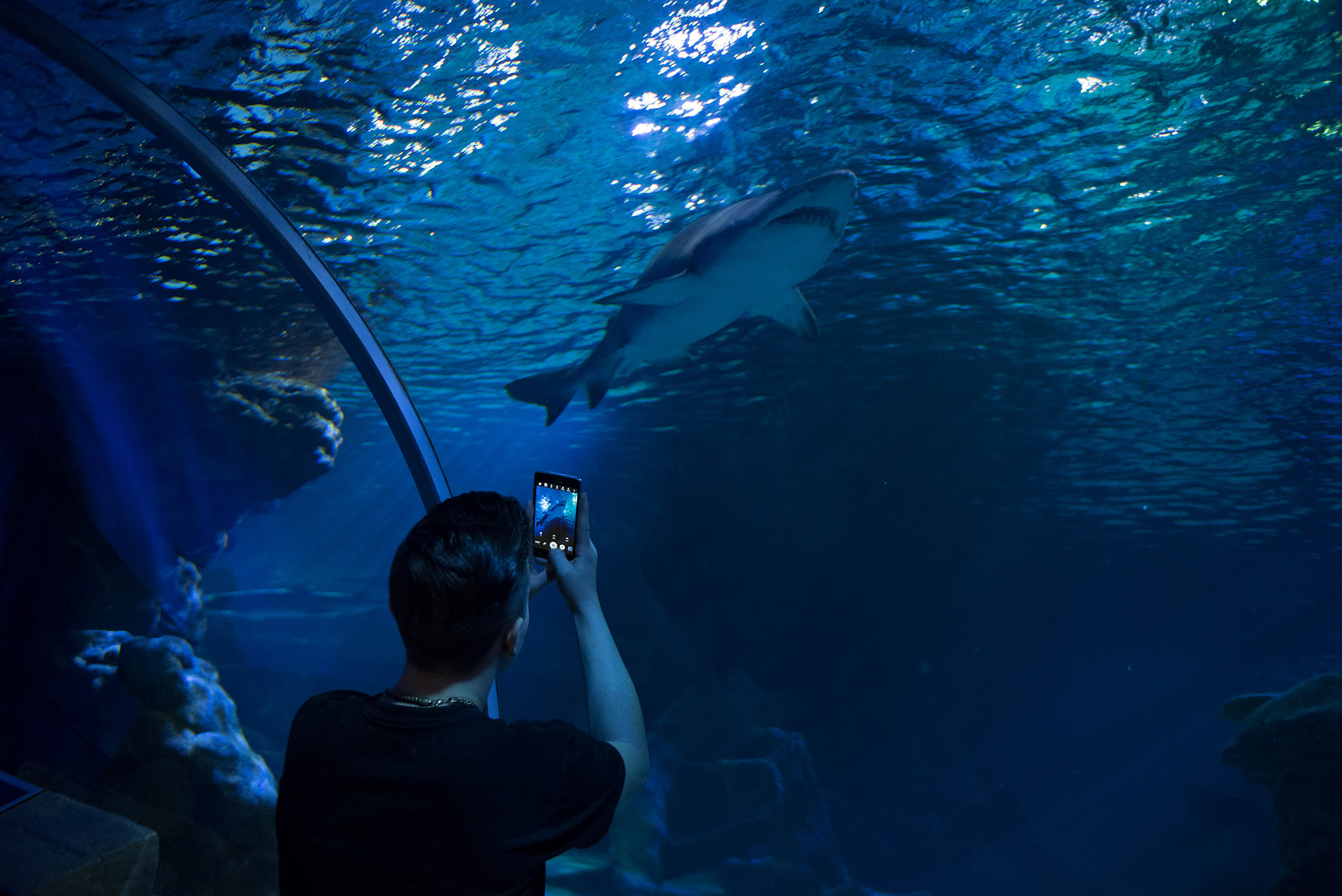 Sealife Aquarium at Mall of America, Minnesota