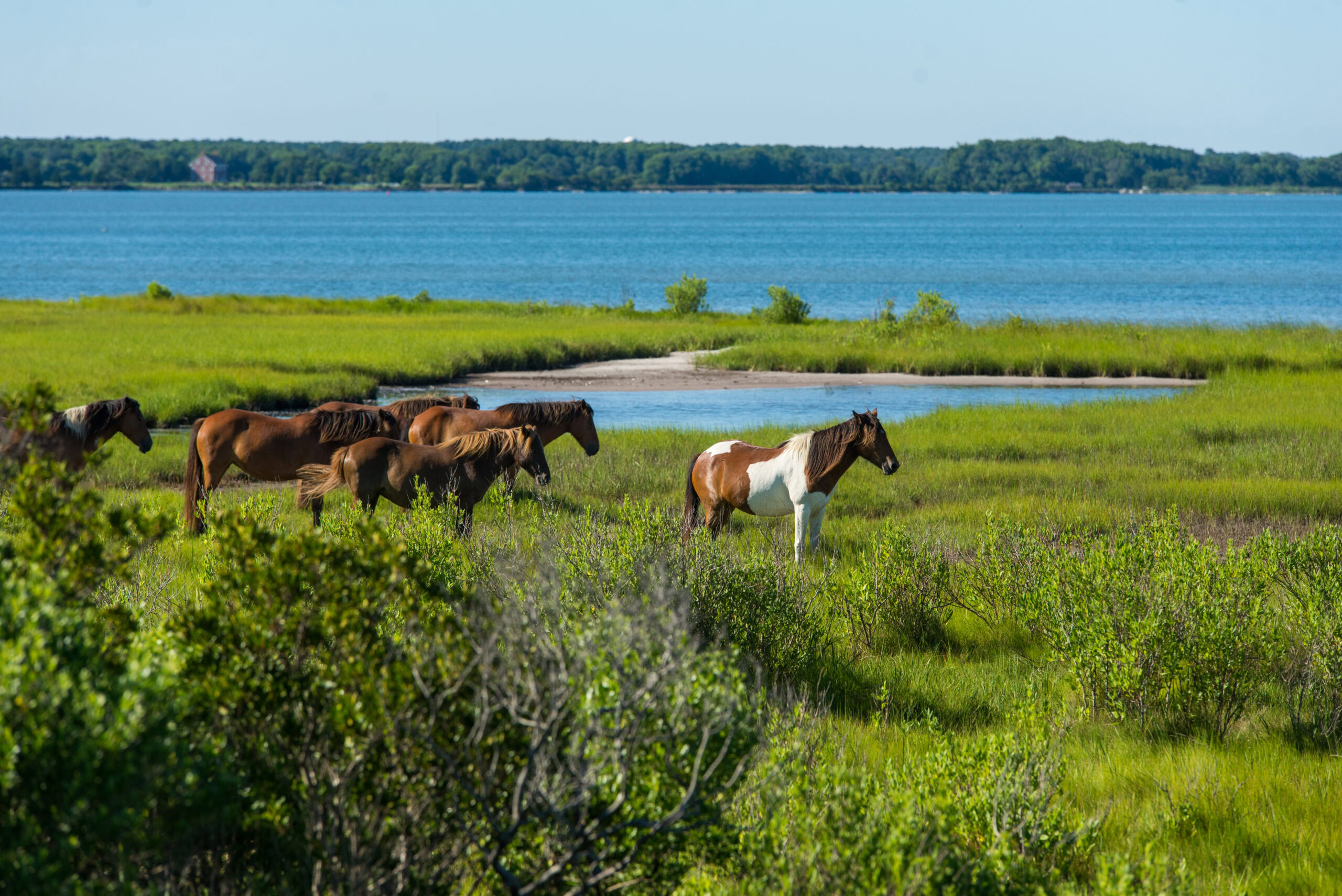 Chincoteague & Assateague Islands, Virginia