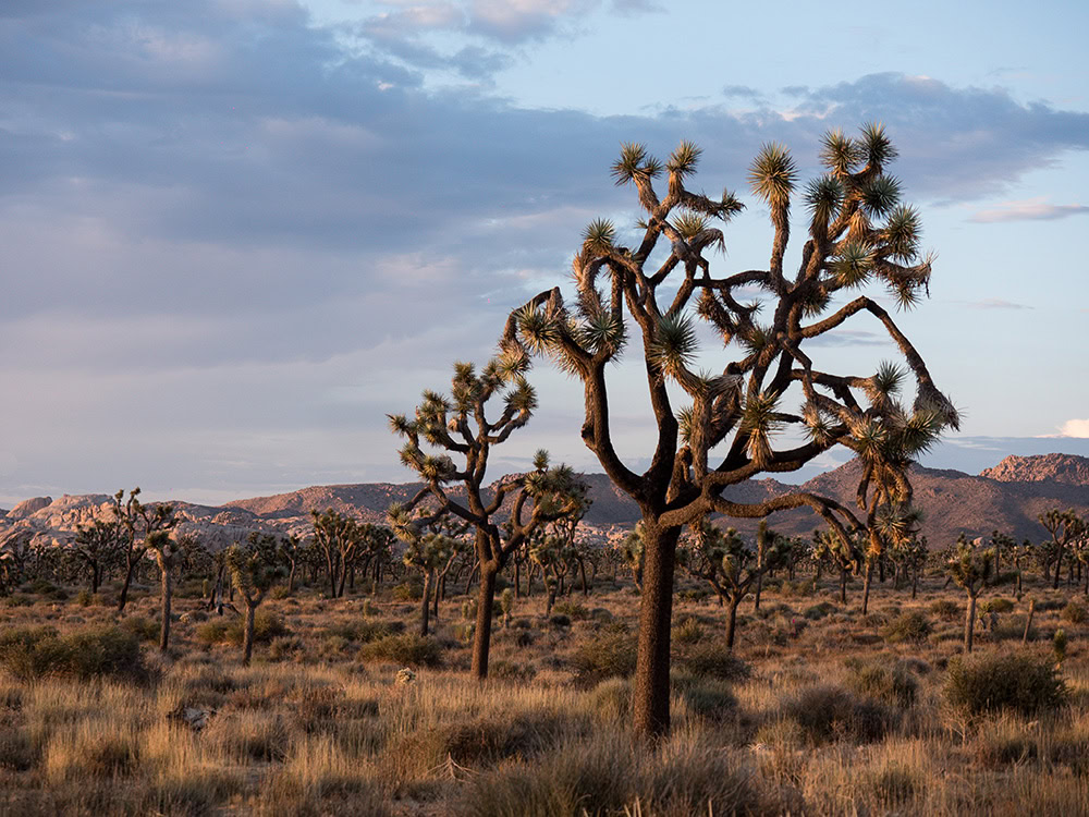 Joshua Tree National Park, California