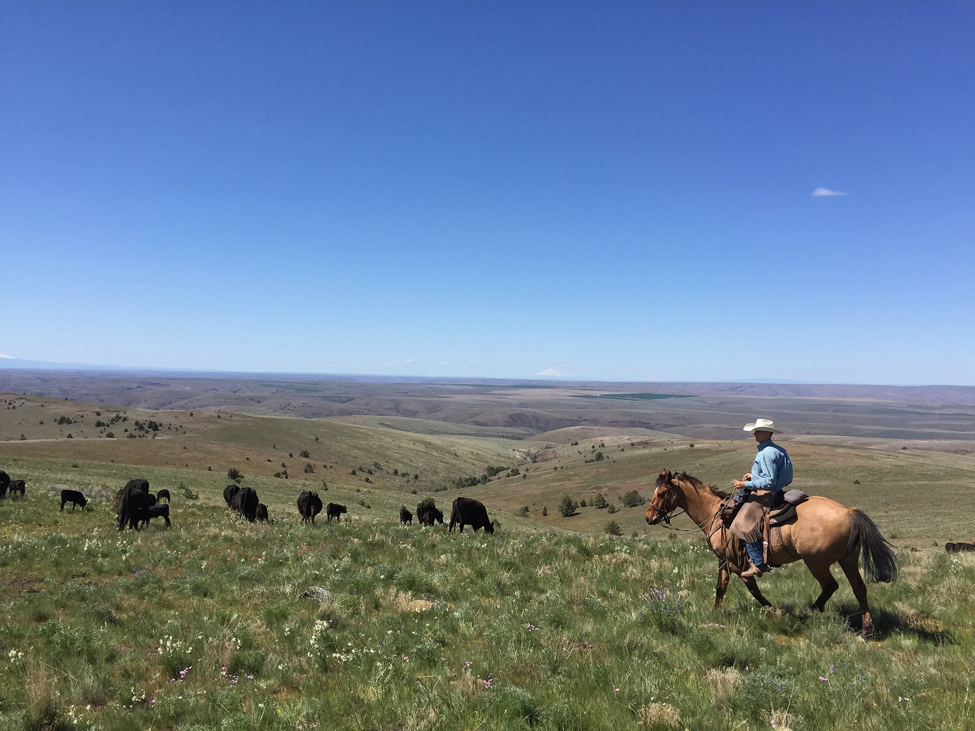 Wilson Ranches, Oregon