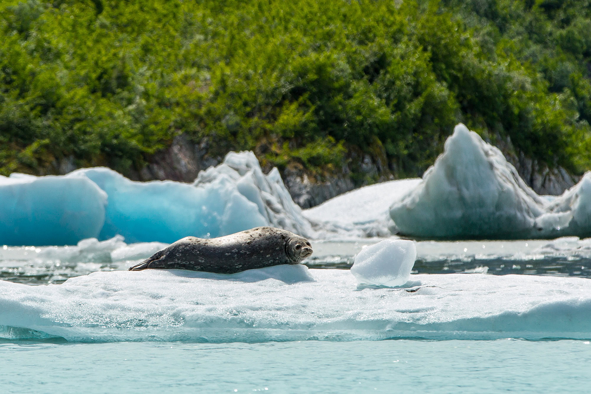 Glacier Bay National Park